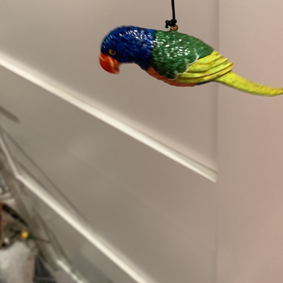 Parrots 🦜 - Picture 12 of 12